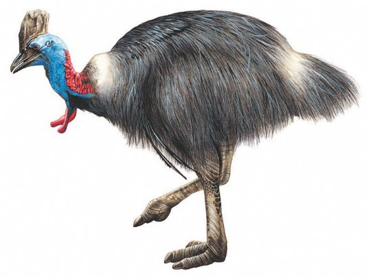 Cassowary