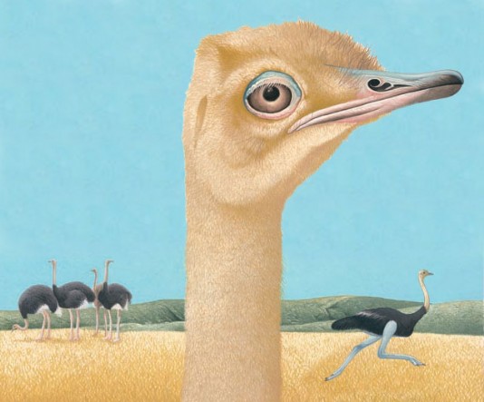 Ostrich