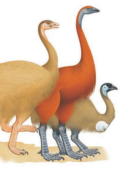 Extinct ratites