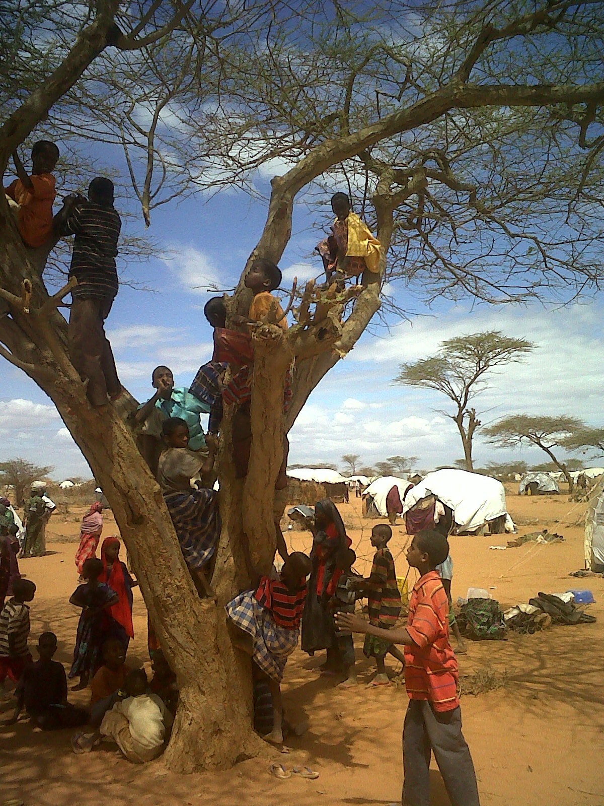 Children climbing a tree, Dadaab