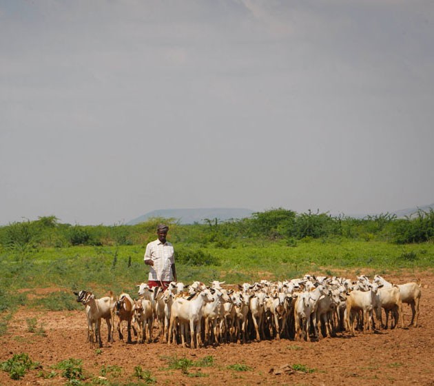 Somali goat herders