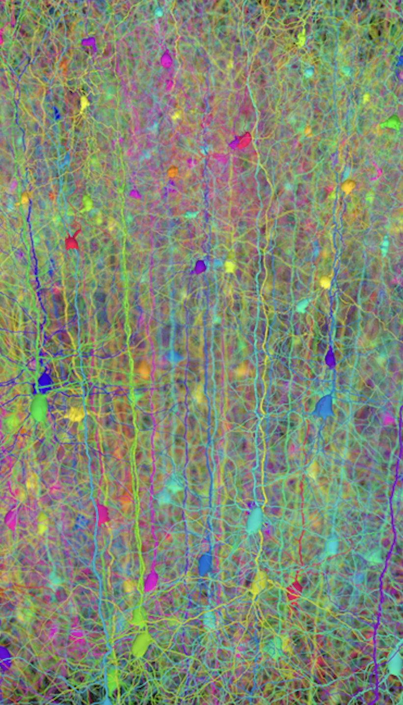 Artwork based on the pattern of neurons in the brain