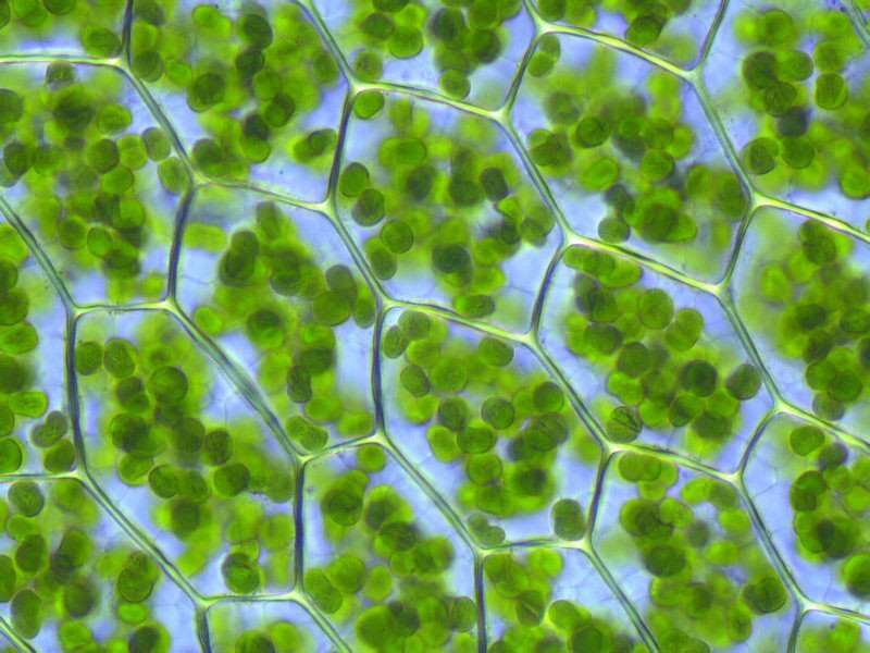 Chloroplasts inside leaf cells (greatly magnified)