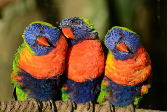 Rainbow lorikeets