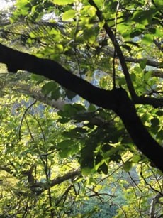 Dawn chorus on Tiritiri Matangi Island