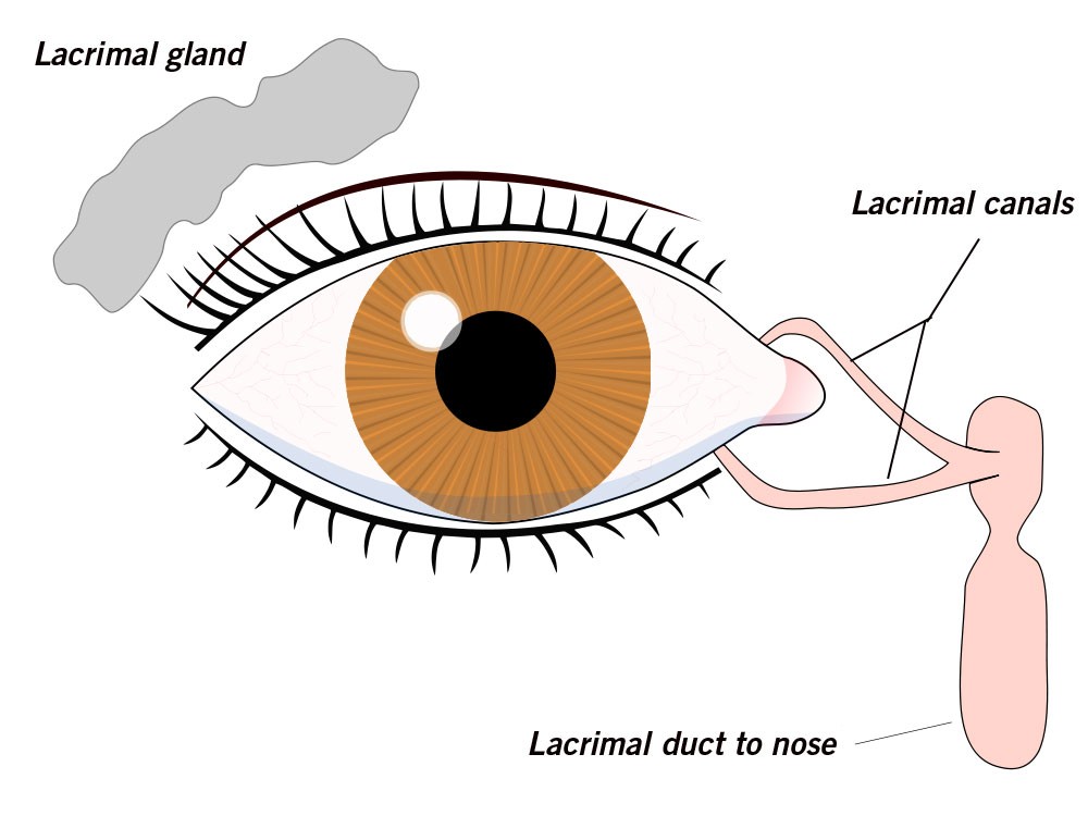 A diagram showing the lacrimal glands and ducts