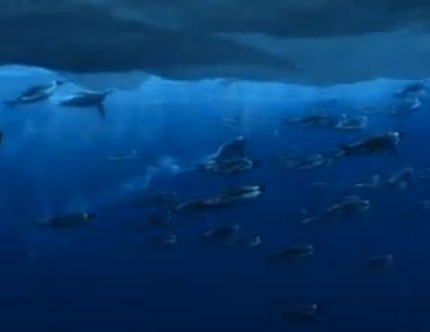 Emperor penguins swimming under the ice