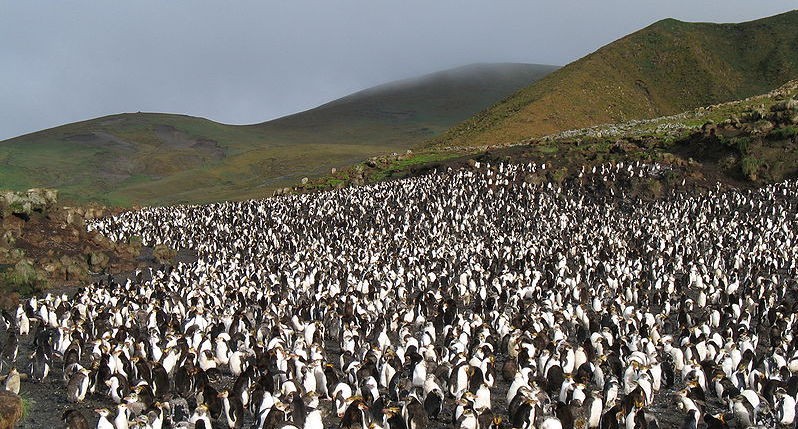 Royal penguin rookery on Macquarie Island