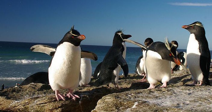 Rockhopper penguins
