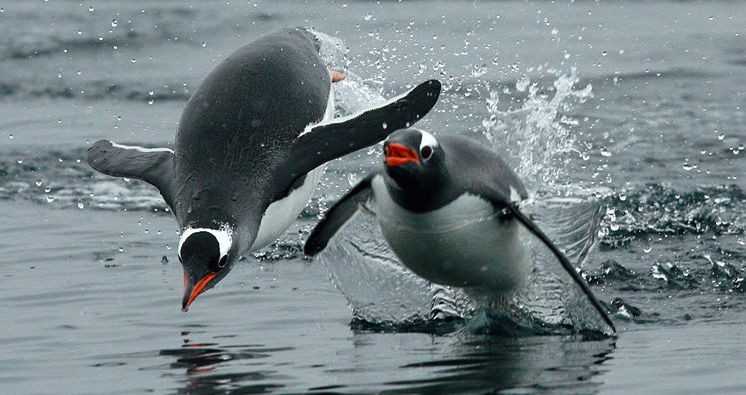 Gentoo penguins "porpoising"