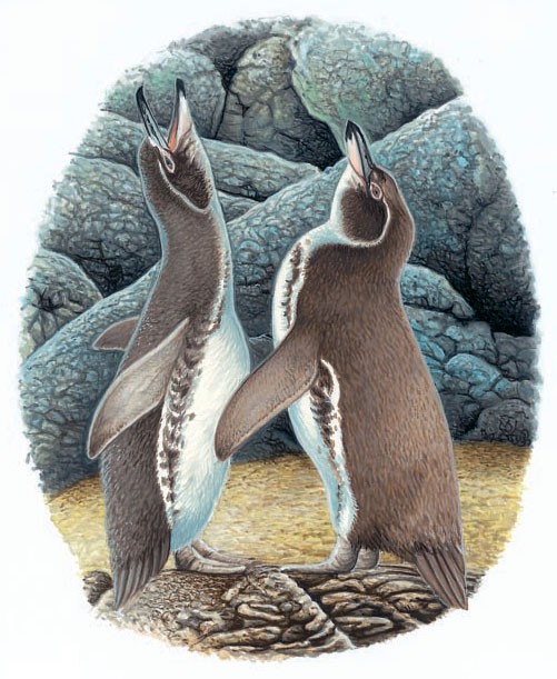 Galapagos penguins