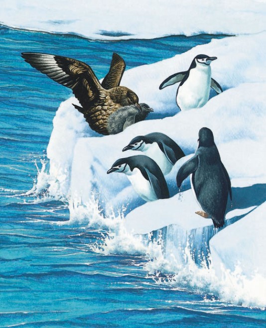 Chinstrap penguins
