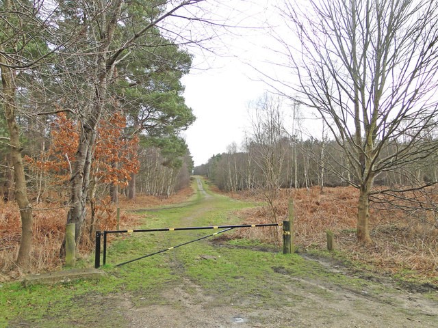 A firebreak in a British forest