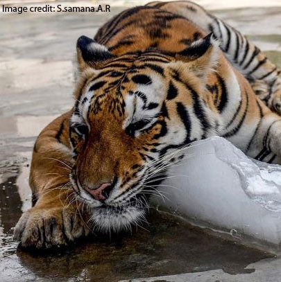 A tiger cools off in Karachi zoo, 2015