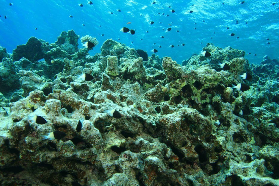 A dead coral reef