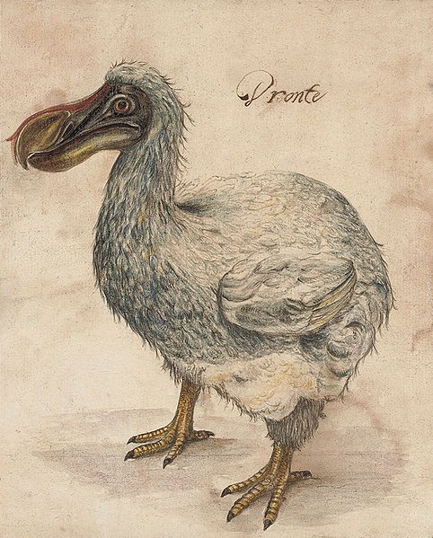 Dodo