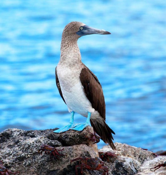 Blue-footed booby