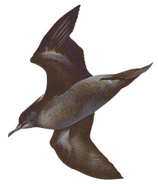 Short-tailed shearwater
