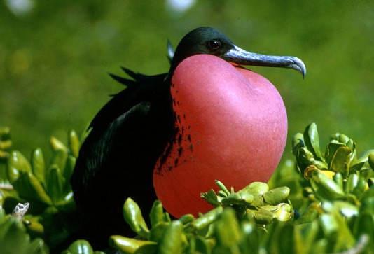 Magnificent frigatebird