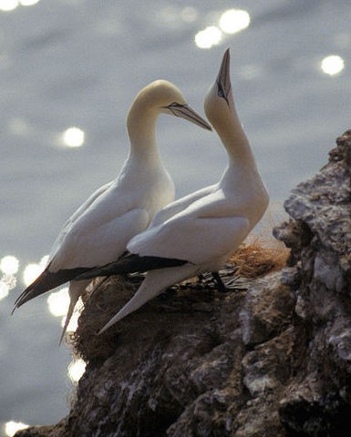 Northern gannets