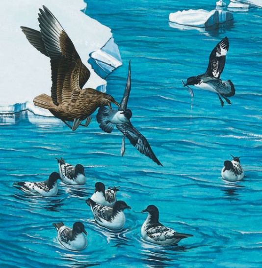 A great skua attacks a group of storm petrels