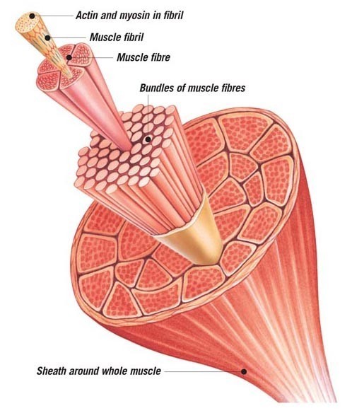 A cross-section through muscles