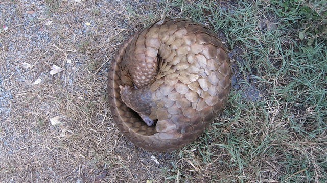 Curled pangolin. Credit: Wildlife Alliance