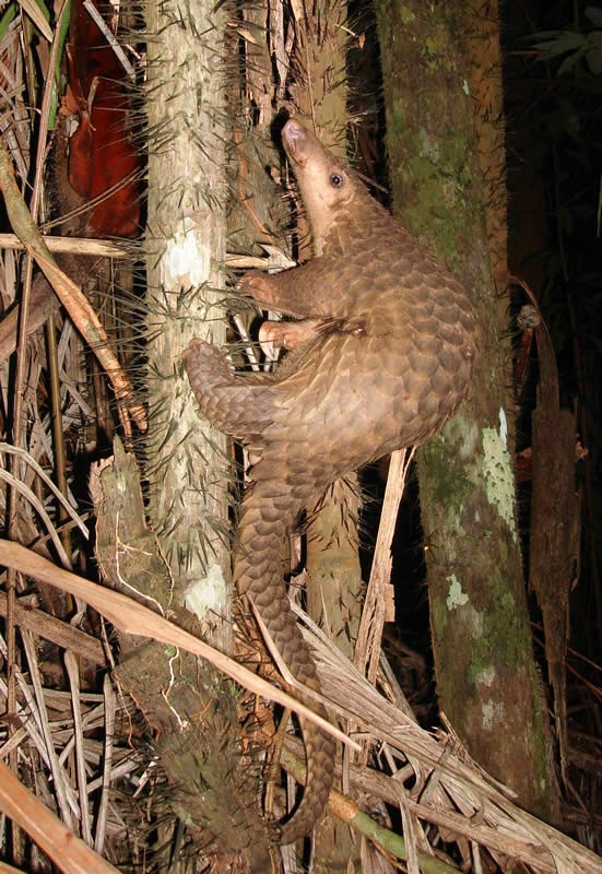 Sunda pangolin. Credit: Piekfrosch