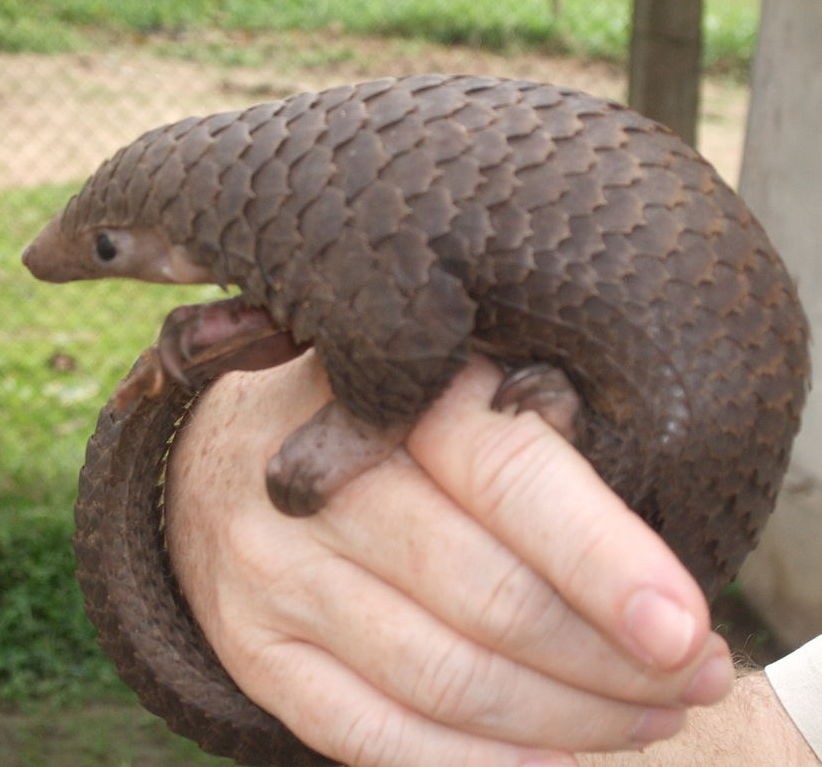 Tree pangolin. Credit: Valerius Tygart