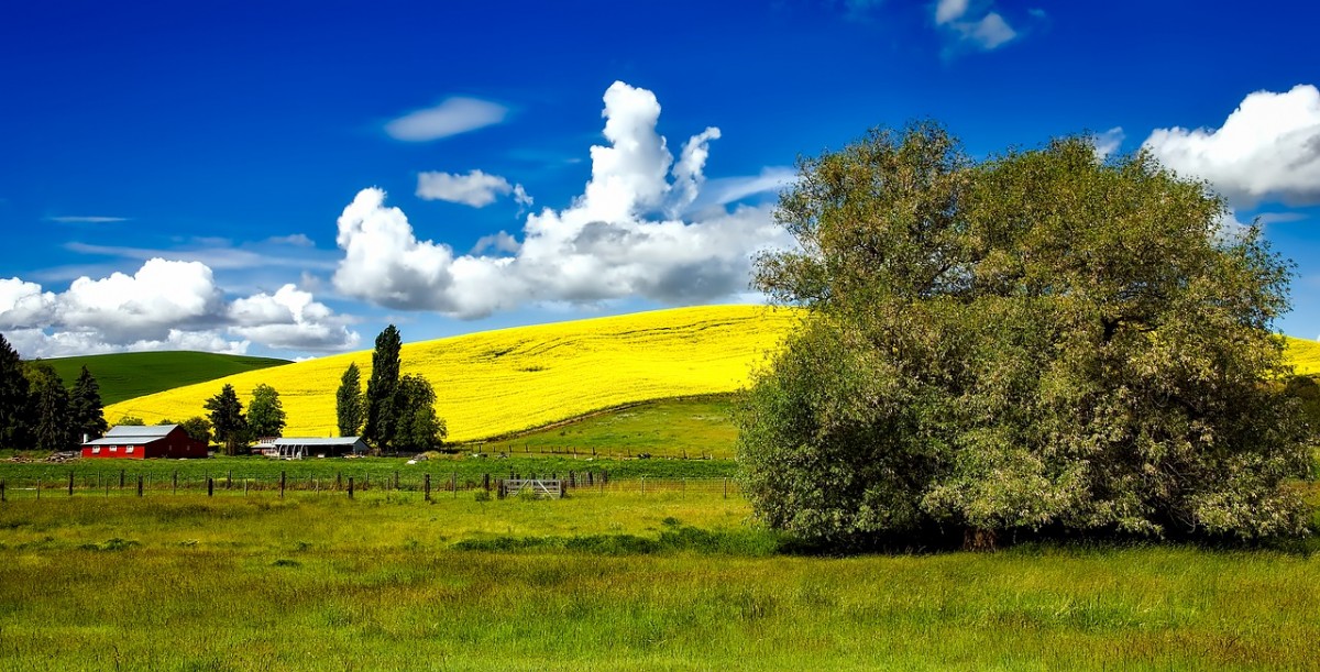 Farmland in Idaho