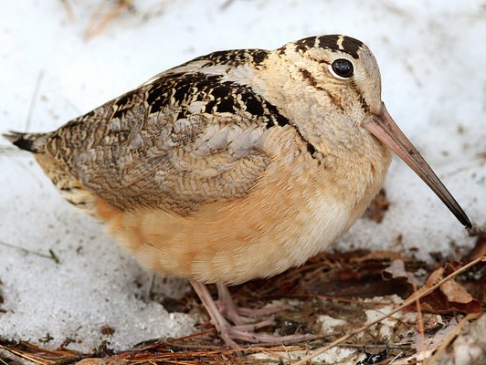 American woodcock