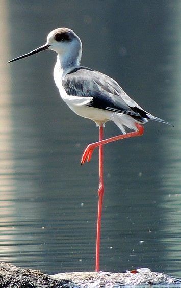 Black-winged stilt