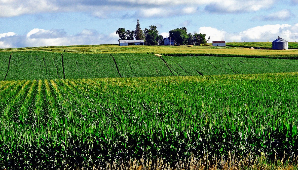 Maize fields in northwest Iowa