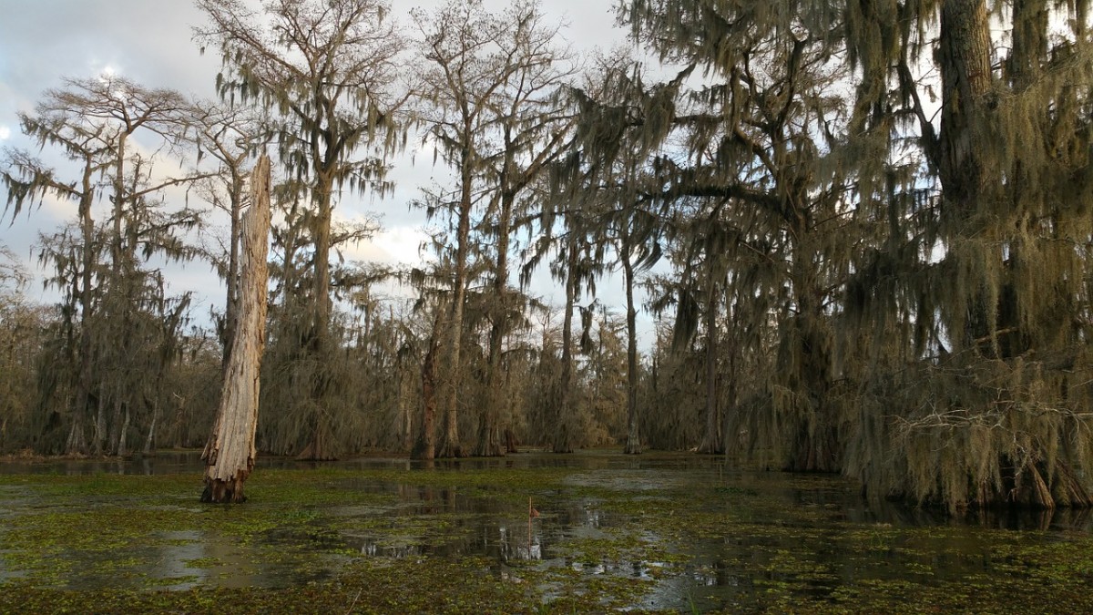 Swamplands of southern Louisiana