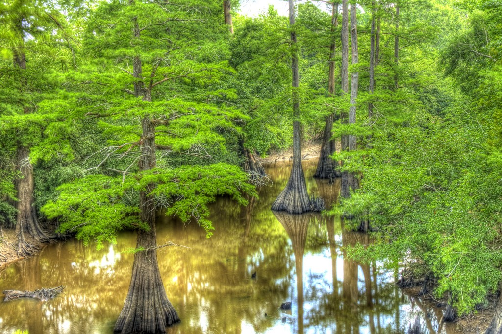 Cypress swamps on Bayou de Loutre
