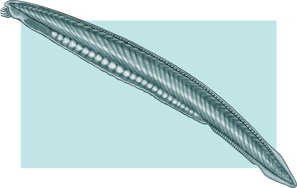 Lancelet, or amphioxus
