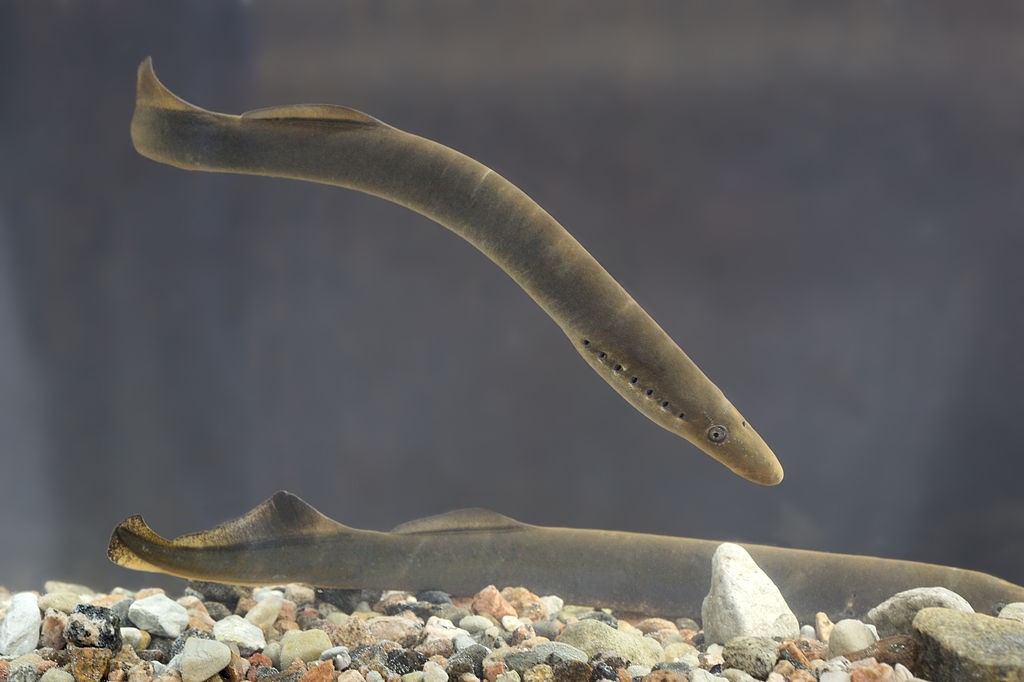 European river lampreys