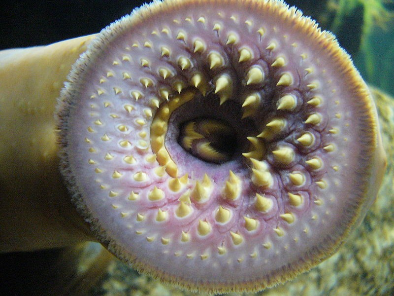 Lamprey mouth