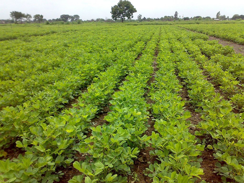 Peanut cultivation