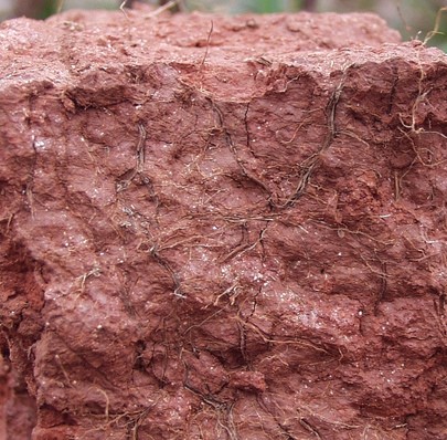 A cross-section through soil