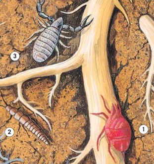 Microscopic animals among roots in the soil
