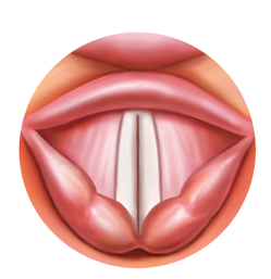 Vocal cords in the closed position