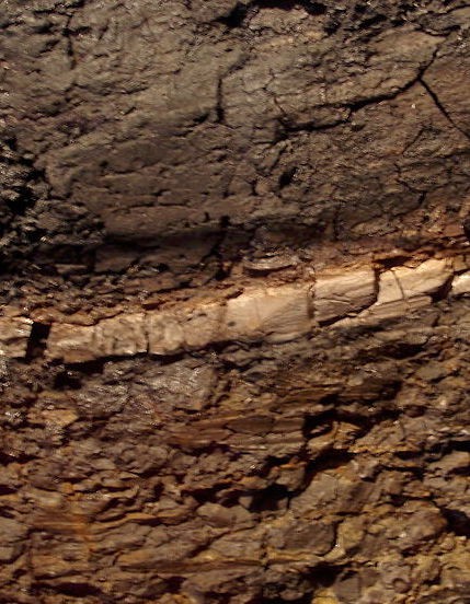 Rock from the K-Pg boundary, with a layer of clay