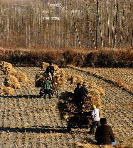 Farmworkers gather in the harvest in China
