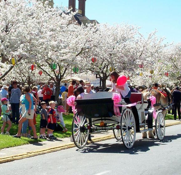 International Cherry Blossom Festival, Macon