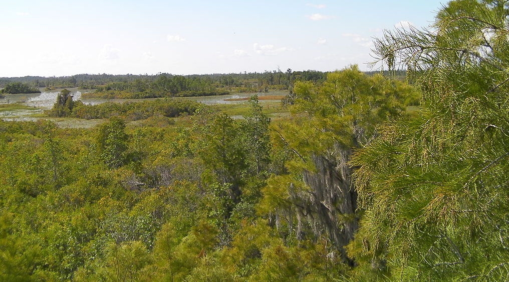 Okefenokee Swamp in southern Georgia