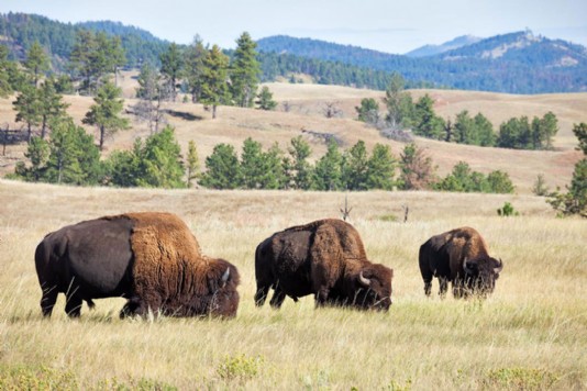North American bison grazing on the prairies, USA