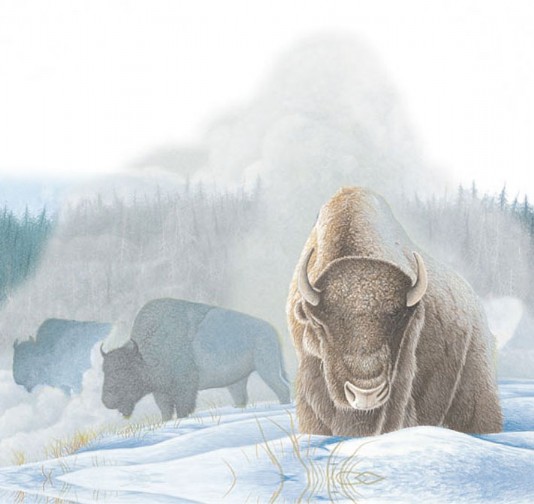 Bison near hot-water springs