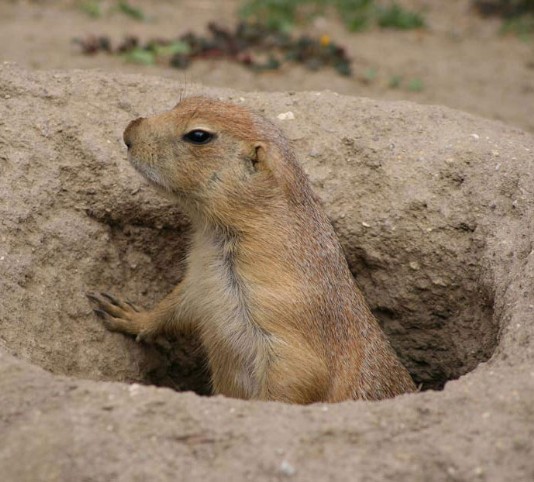 A marmot, a kind of ground squirrel