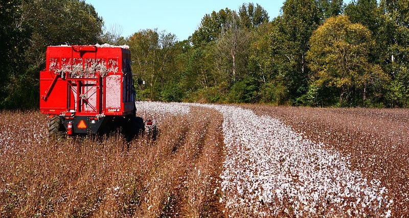 Cotton harvesting, northern Mississippi